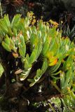 Aloe plicatilis