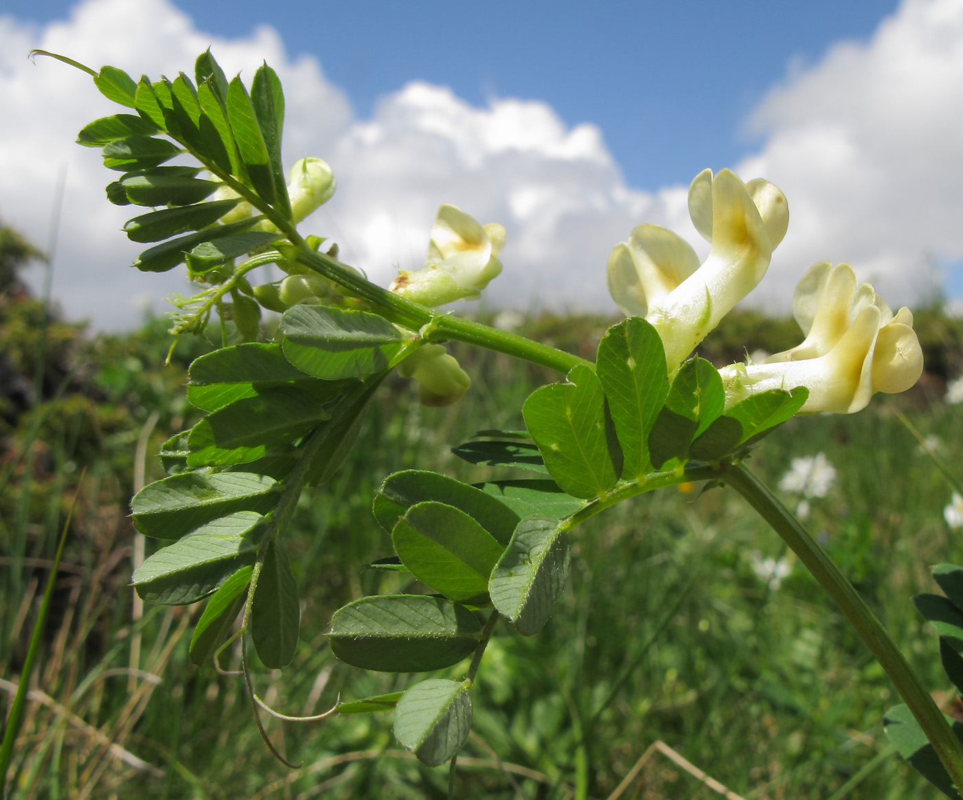 Image of Vicia balansae specimen.