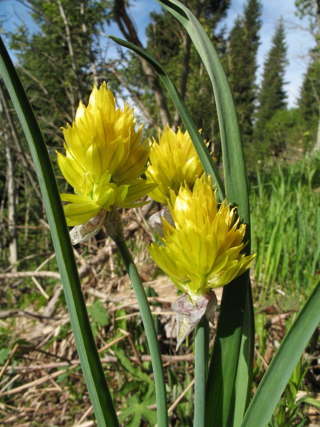 Image of Allium semenowii specimen.