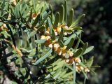 Taxus canadensis