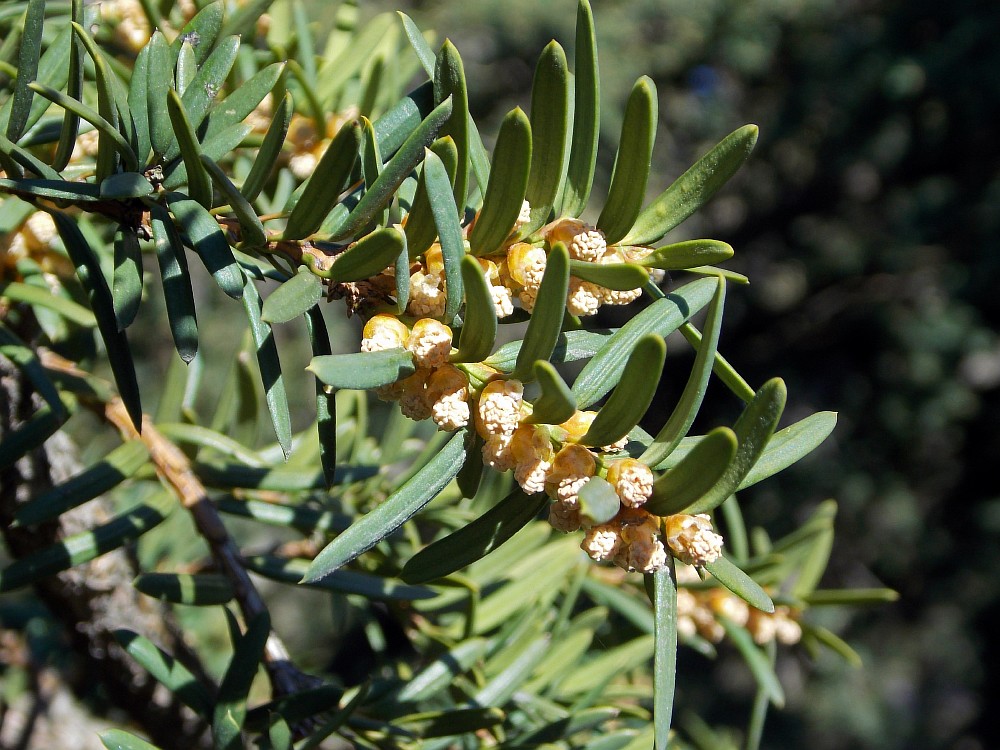 Изображение особи Taxus canadensis.