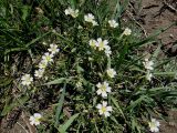 Cerastium arvense