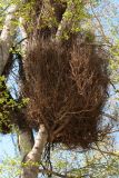 genus Populus