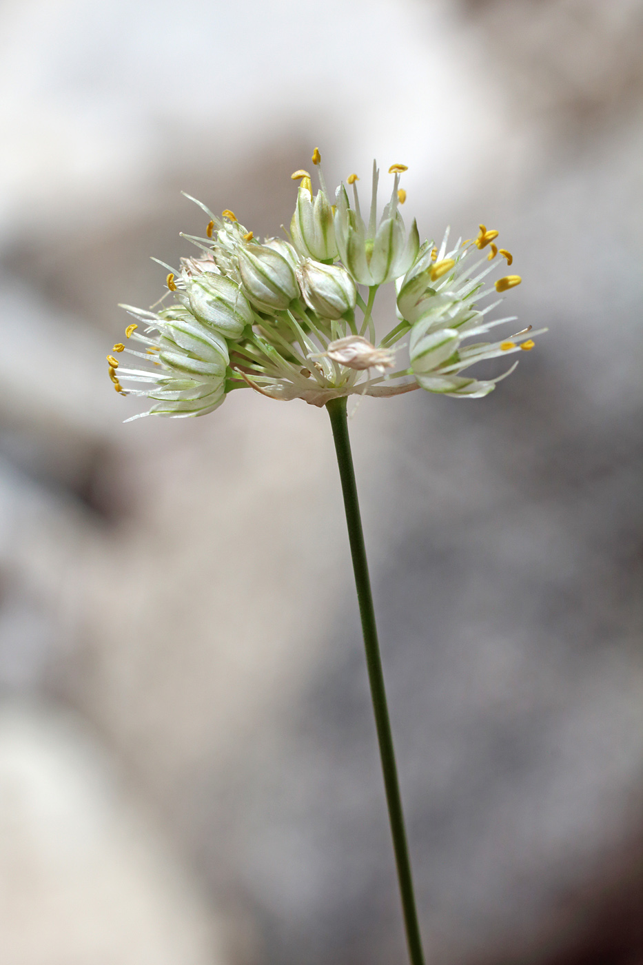 Image of Allium marmoratum specimen.