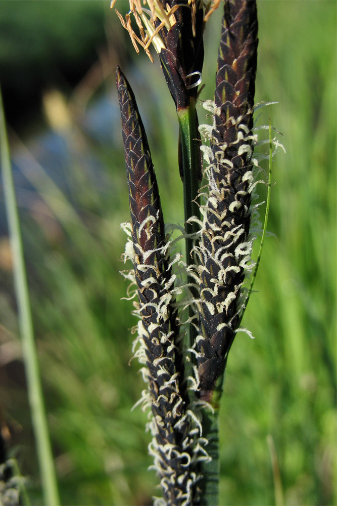 Изображение особи Carex elata.