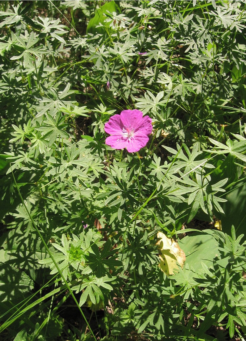 Изображение особи Geranium sanguineum.