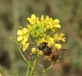 Sisymbrium loeselii