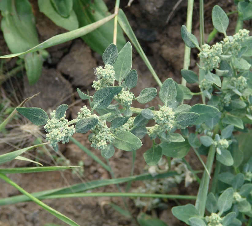 Image of Chenopodium karoi specimen.