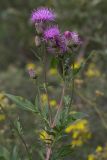 Serratula coronata. Верхушка побега с соцветиями. Алтайский край, окр. пос. Тигирек, заповедник \"Тигирекский\", низовья долины р. Малый Тигирек, пологий кустарниковый склон со скальными выходами. 06.08.2015.