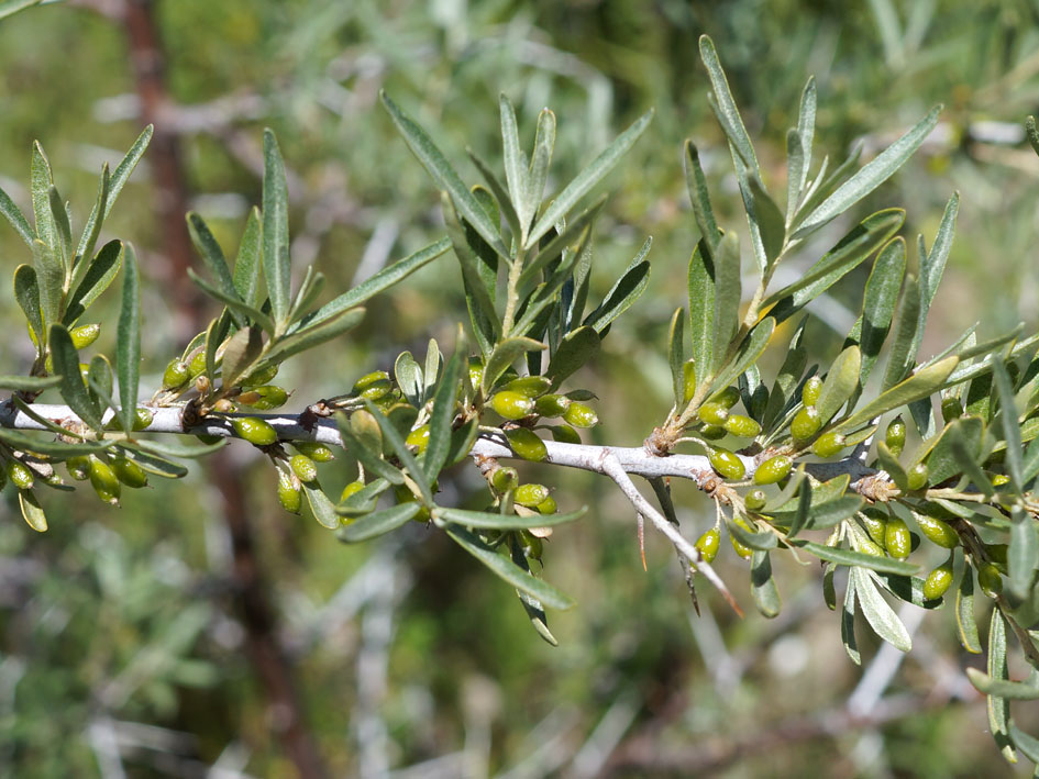 Изображение особи Hippophae rhamnoides.