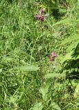 Pedicularis resupinata