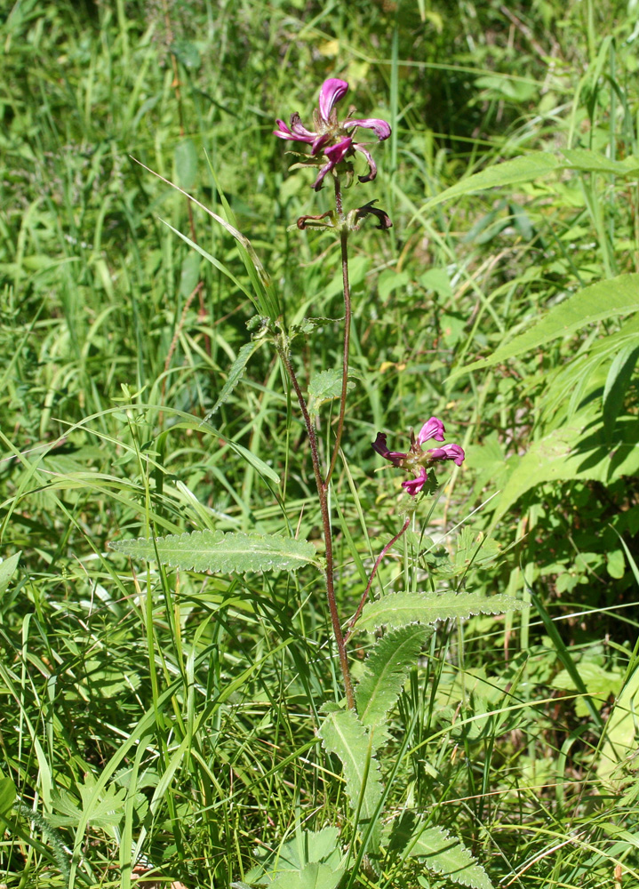 Изображение особи Pedicularis resupinata.