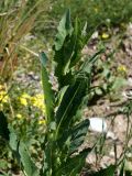 Sonchus arvensis. Верхушка вегетирующего растения. Кыргызстан, Нарынская обл., левый берег р. Нарын, окр. с. Таш-Башат, вахтовый пос. 18.06.2015.