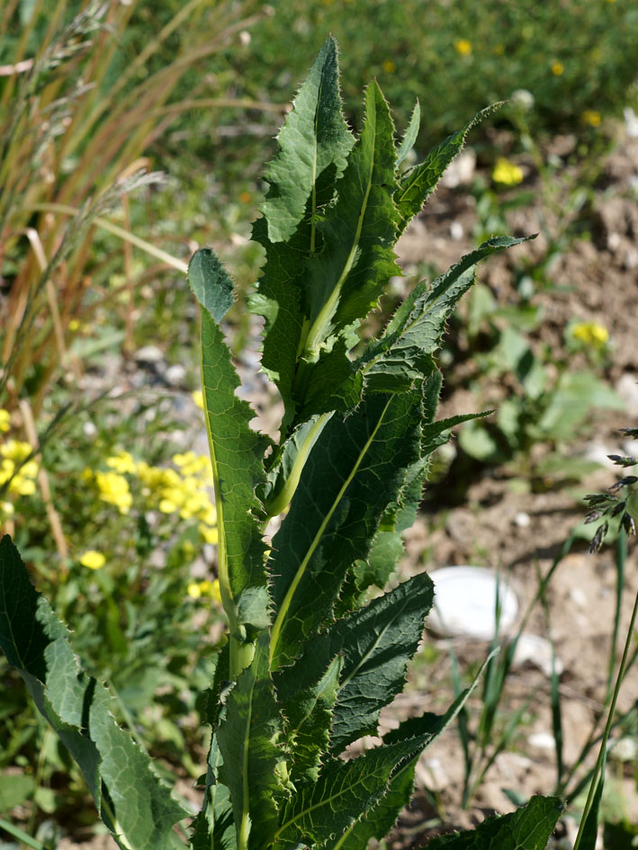 Изображение особи Sonchus arvensis.