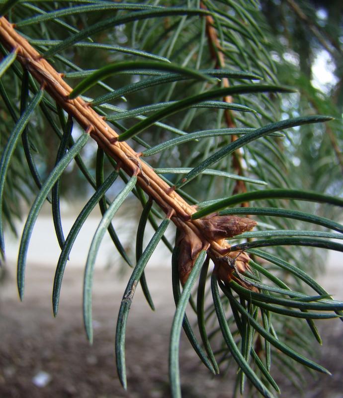 Image of Picea abies specimen.