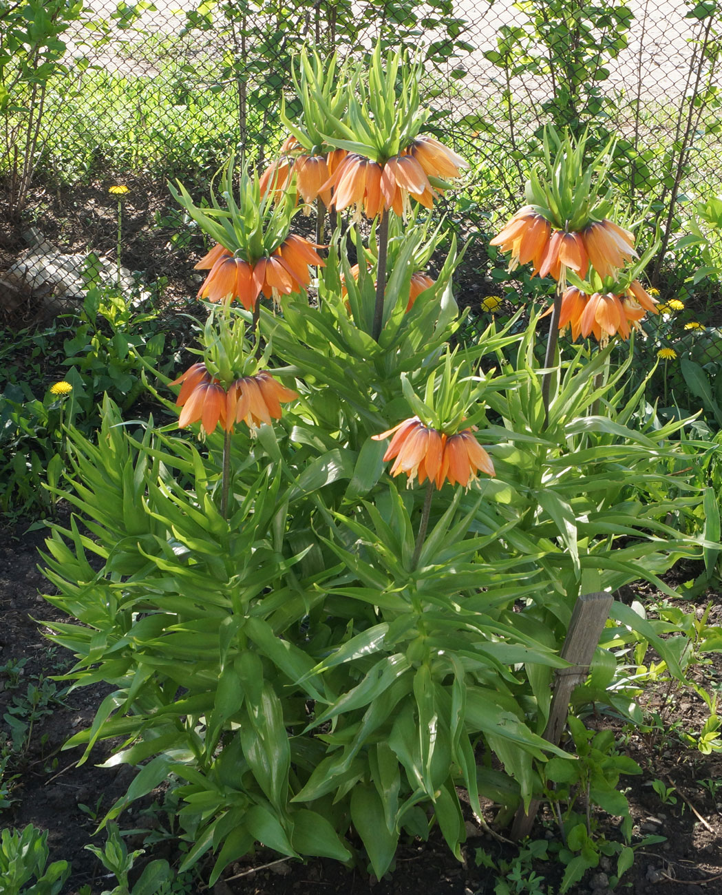 Изображение особи Fritillaria imperialis.