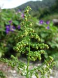 Artemisia annua. Верхушка цветущего растения. Краснодарский край, Сочи, окр. Хосты, рудеральное место. 06.10.2014.