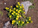 Ranunculus altaicus