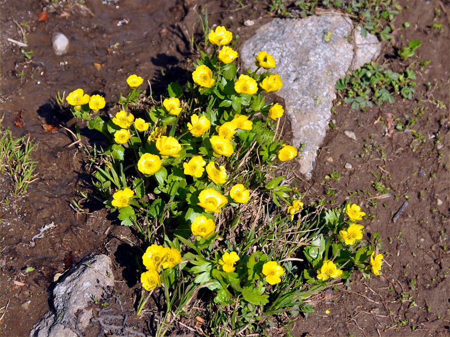 Изображение особи Ranunculus altaicus.