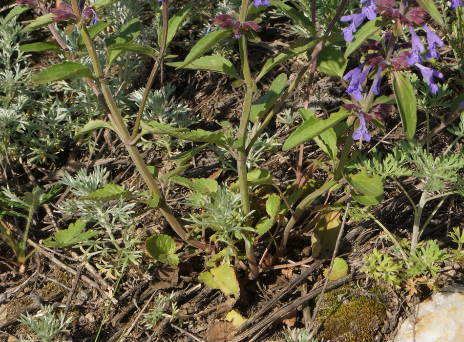 Image of Dracocephalum nutans specimen.