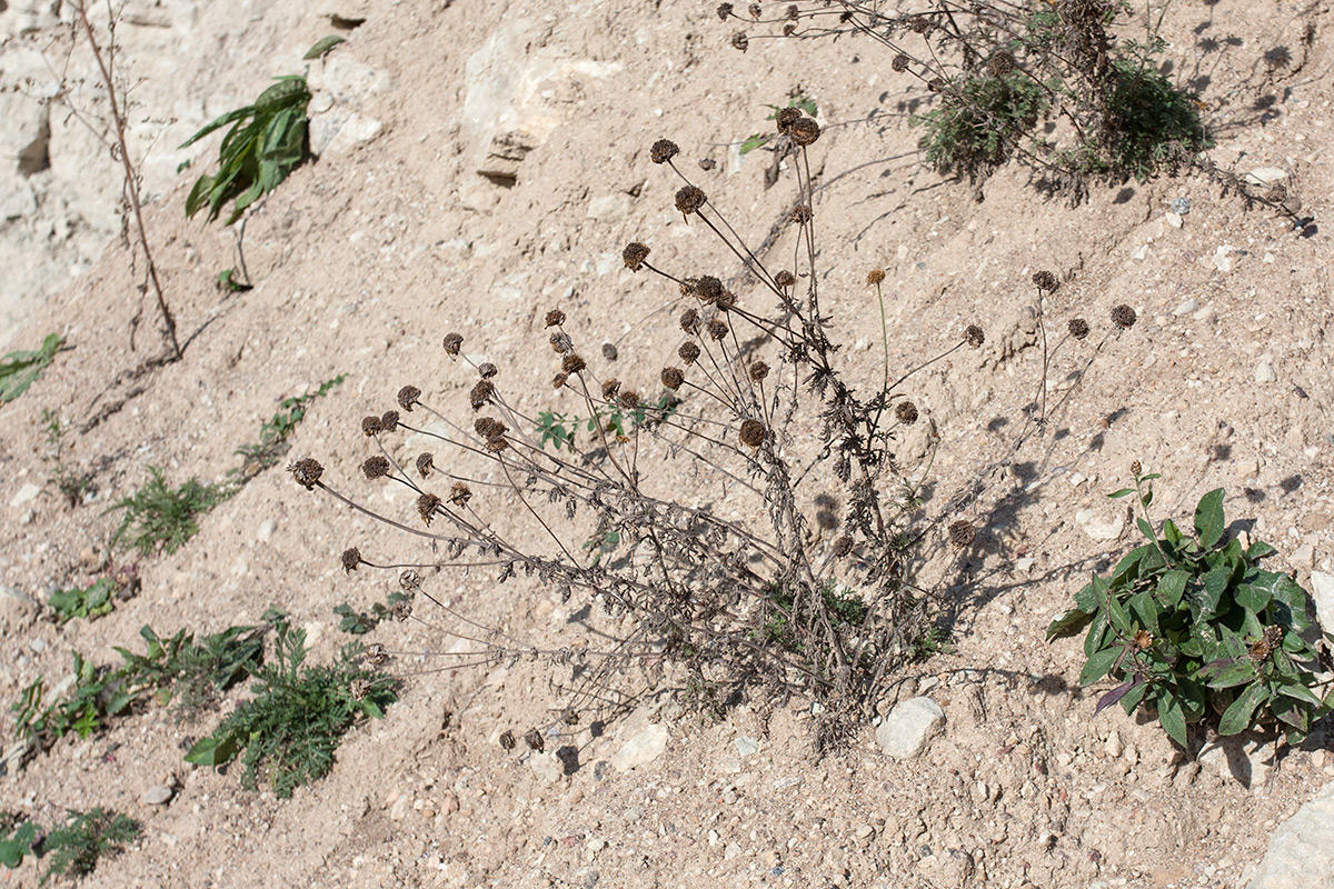 Изображение особи Anthemis tinctoria.