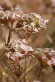 Acanthophyllum pungens. Соплодия. Южный Казахстан, Сырдарьинский Каратау, р-н перевала Куюк. 01.07.2015.