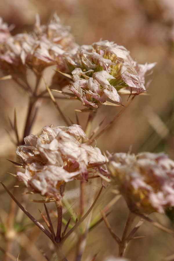 Изображение особи Acanthophyllum pungens.