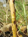 Orobanche amoena