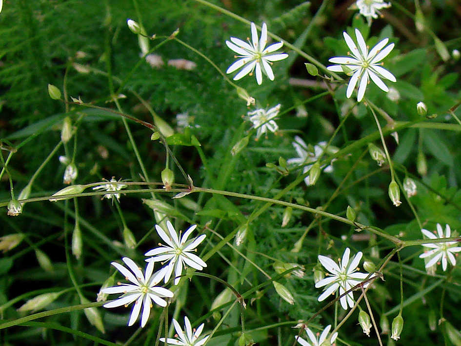 Изображение особи Stellaria graminea.