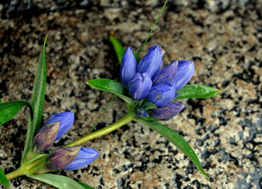 Изображение особи Gentiana triflora.