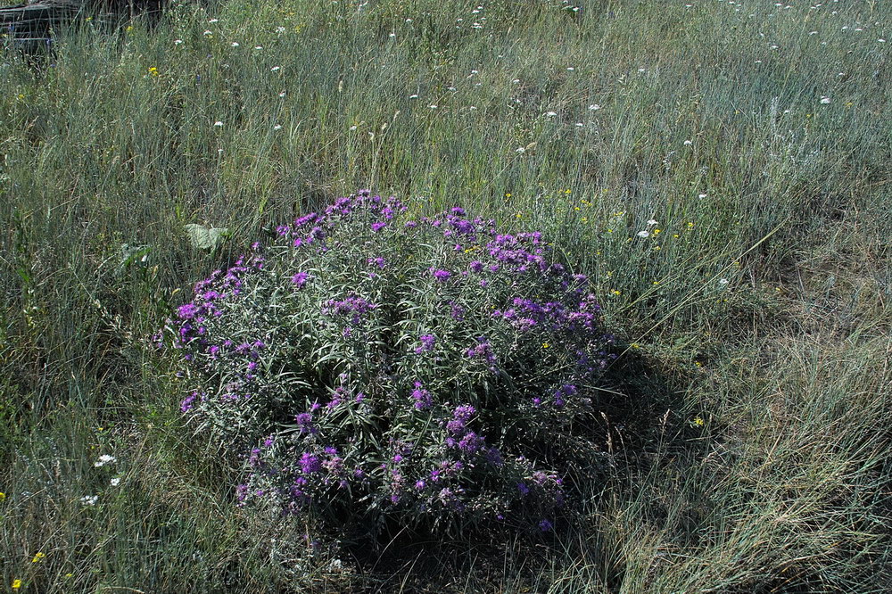 Изображение особи Saussurea salicifolia.