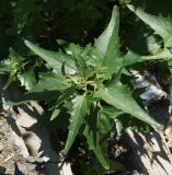 Atriplex sagittata