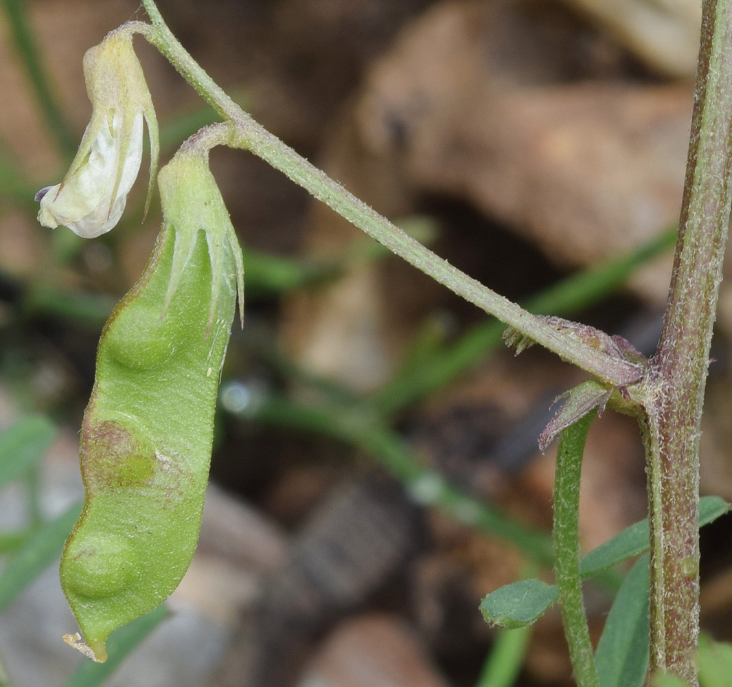 Изображение особи Vicia ervilia.