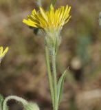 genus Crepis