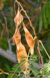 Albizia julibrissin