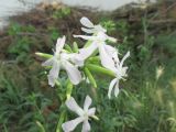 Saponaria officinalis