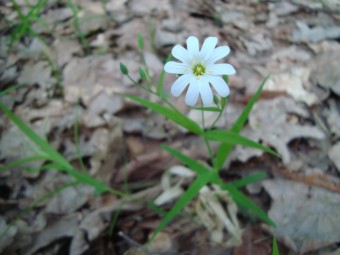 Изображение особи Stellaria holostea.