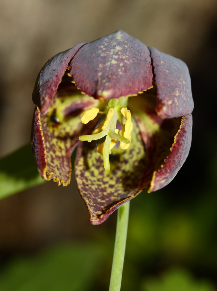 Image of Fritillaria maximowiczii specimen.