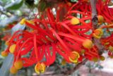 Stenocarpus sinuatus