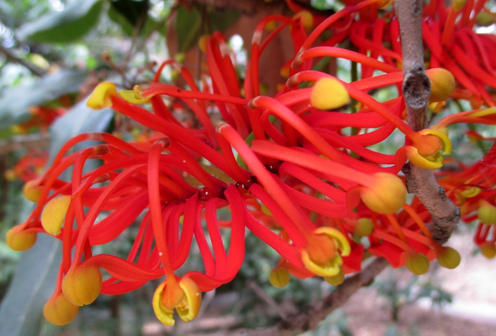 Image of Stenocarpus sinuatus specimen.