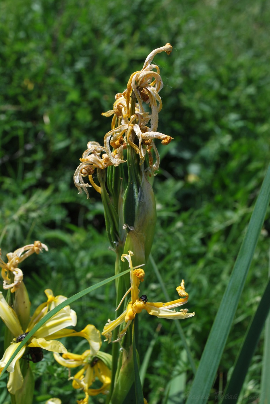 Image of Iris halophila specimen.