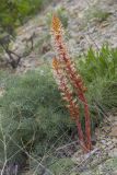 Orobanche laxissima