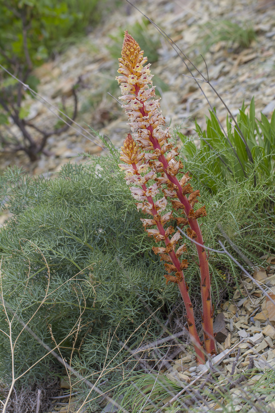 Image of Orobanche laxissima specimen.