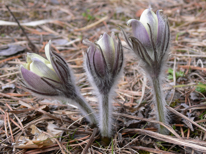 Изображение особи Pulsatilla uralensis.