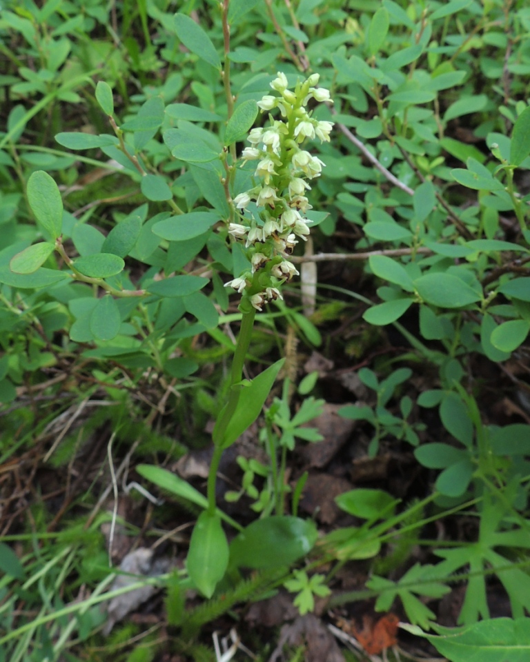 Изображение особи Pseudorchis albida.