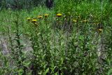 Inula salicina