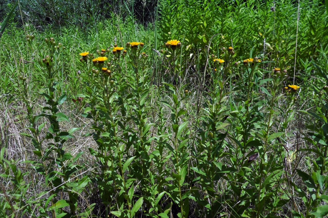 Image of Inula salicina specimen.