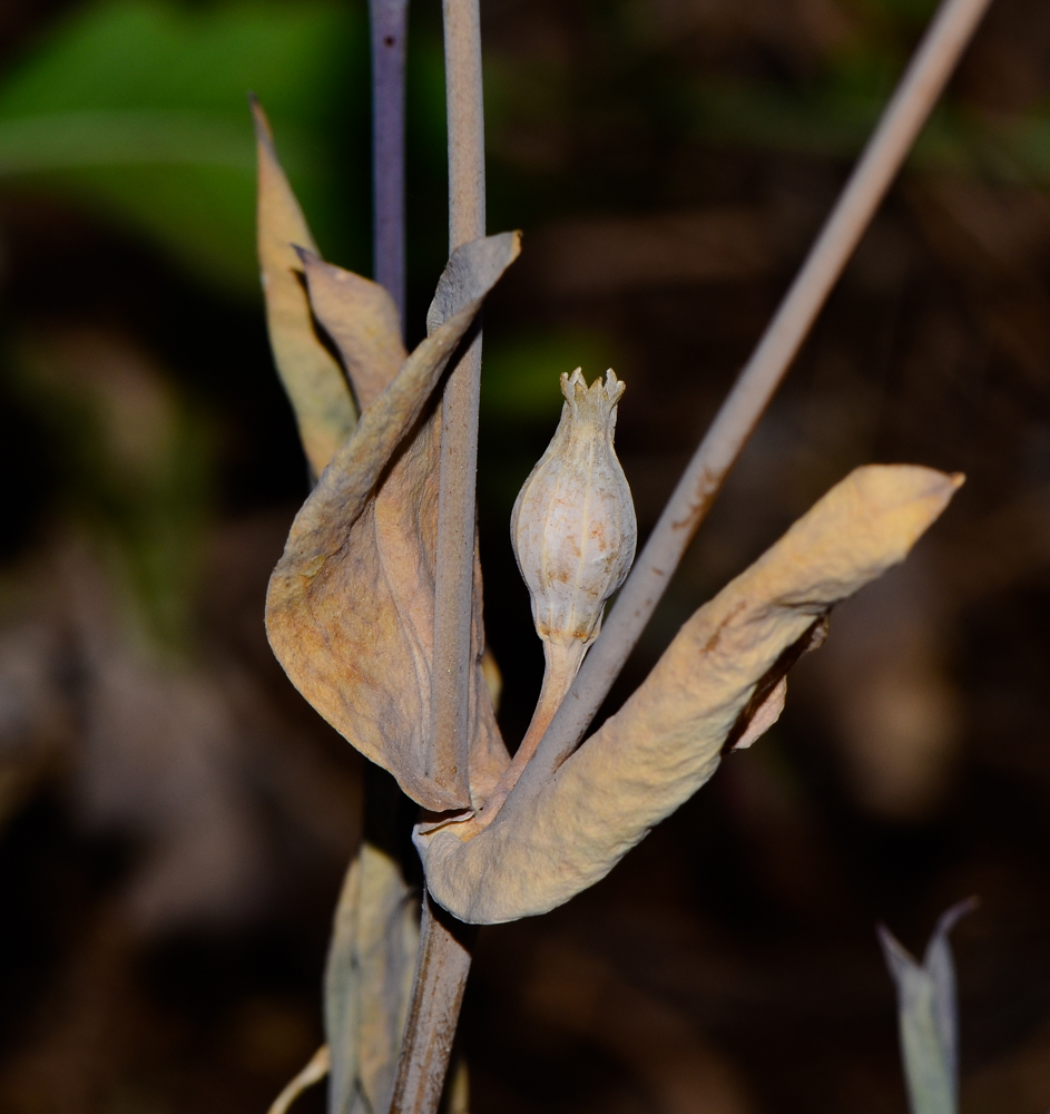 Image of Silene behen specimen.