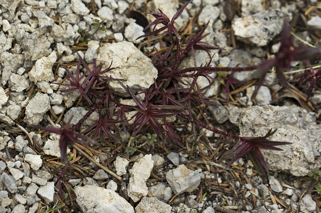 Image of Unknown species specimen.