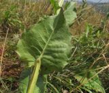 Crepis pannonica. Лист (вид с тыльной стороны). Краснодарский край, м/о г. Геленджик, хр. Маркотх, гора Иорданова, выс. ≈ 650 м н.у.м., горный луг. 23.07.2016.